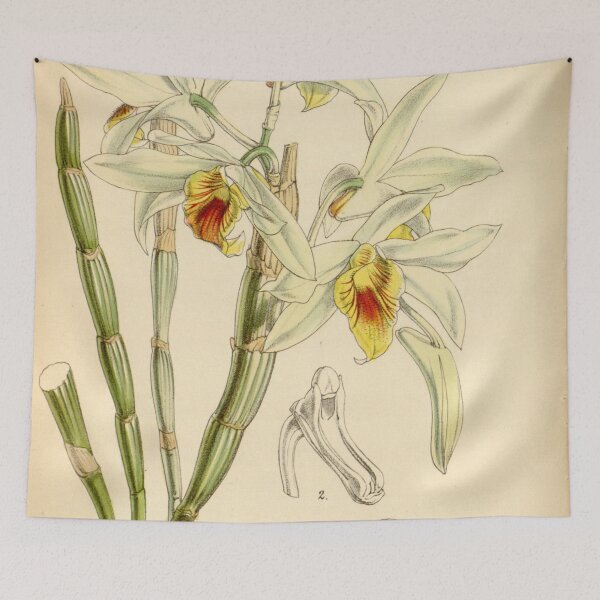 Item preview, Dendrobium heterocarpum Curtis' 79 (Ser. 3 no. 9) pl. 4708 (1853) designed and sold by EsotericBotanic.