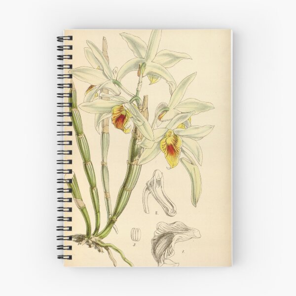 Item preview, Dendrobium heterocarpum Curtis' 79 (Ser. 3 no. 9) pl. 4708 (1853) designed and sold by EsotericBotanic.