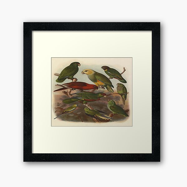Item preview, Birds Of Paradise Part One designed and sold by laguitan10.
