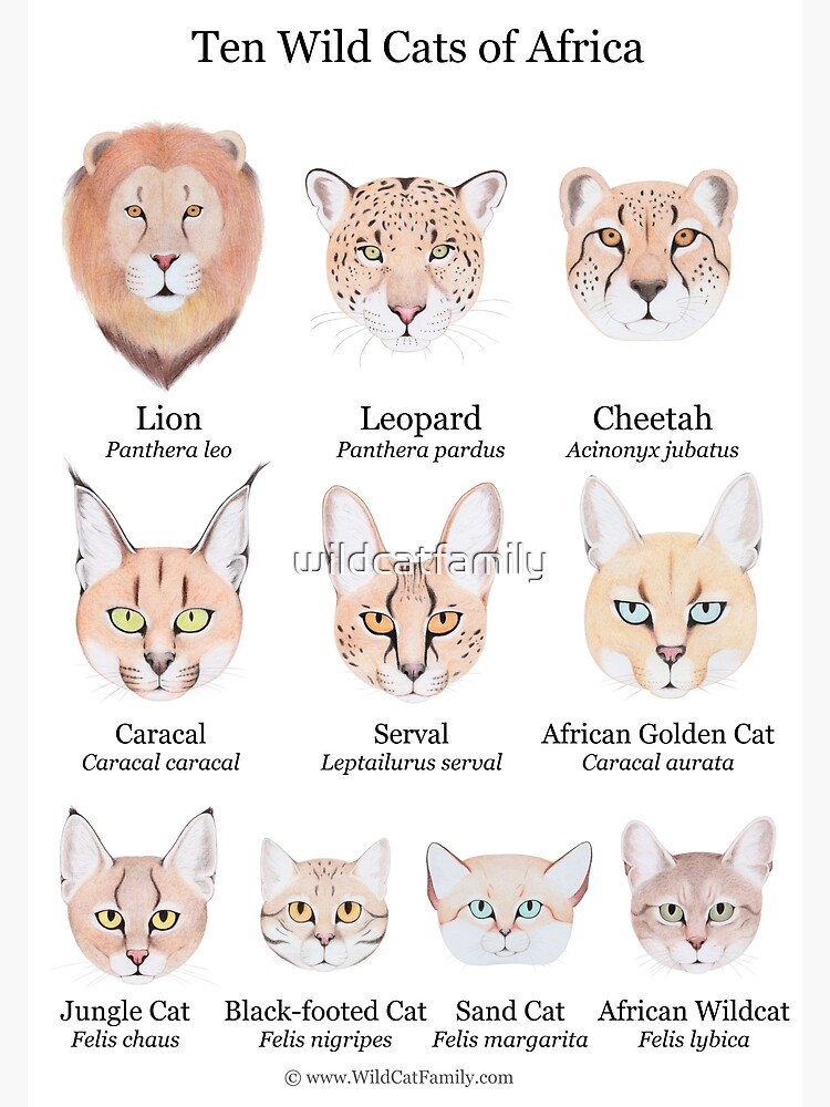 Ten Wild Cats of Africa Chart by wildcatfamily