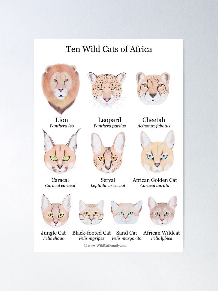 Alternate view of Ten Wild Cats of Africa Chart Poster