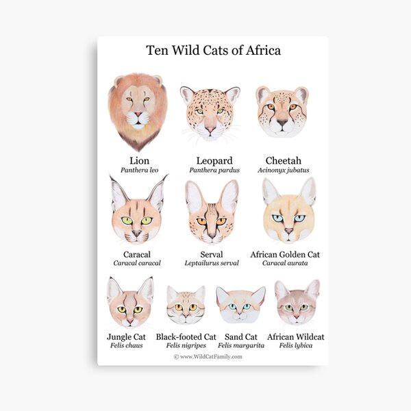 Ten Wild Cats of Africa Chart Canvas Print
