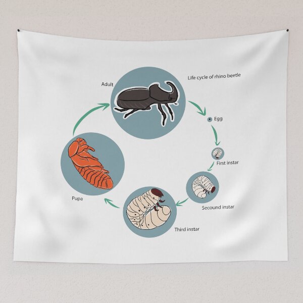 Item preview, Life cycle of rhino beetle designed and sold by wonderisland.