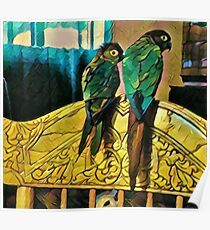 Roosting Conures Poster