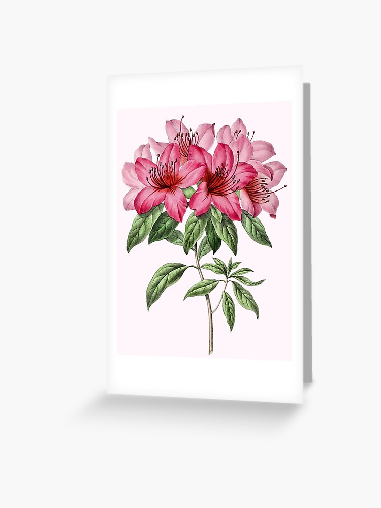 Tarjetas de felicitación «Flor de azalea rosa dibujada a mano vintage» de  lisah98 | Redbubble