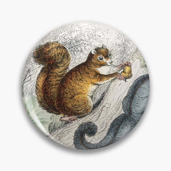 Item preview, Squirrels of the world - by Oliver Goldsmith 1820 designed and sold by Freewheeling.