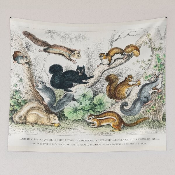 Item preview, Squirrels of the world - by Oliver Goldsmith 1820 designed and sold by Freewheeling.