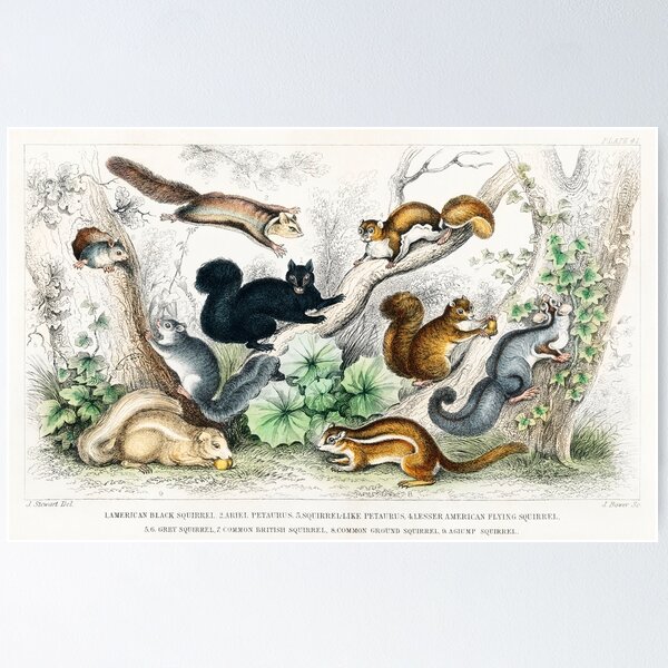 Item preview, Squirrels of the world - by Oliver Goldsmith 1820 designed and sold by Freewheeling.