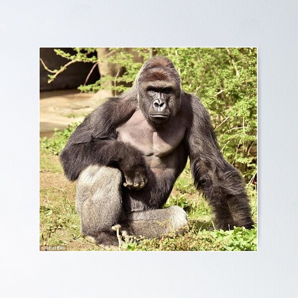 Item preview, Harambe designed and sold by Tom Shirtz.
