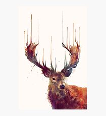 Red Deer Photographic Print
