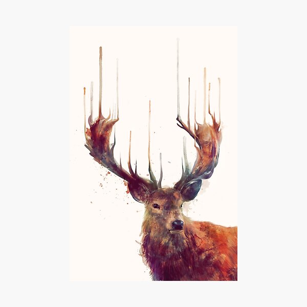 Red Deer Photographic Print