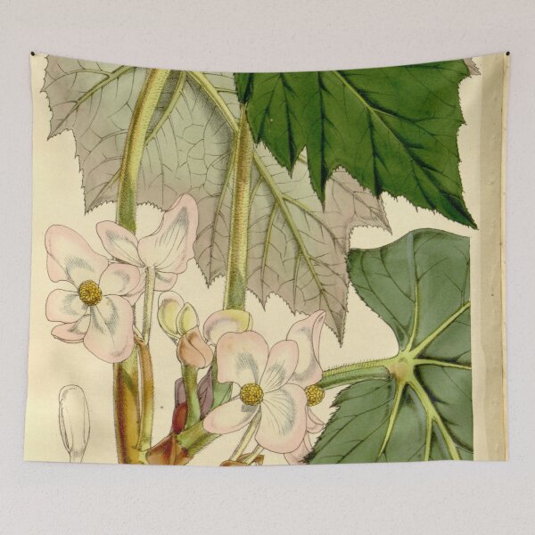 Item preview, Begonia palmata designed and sold by EsotericBotanic.