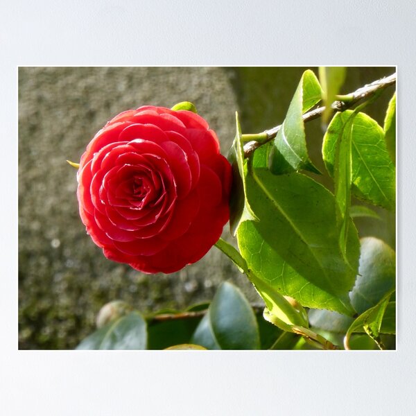 Item preview, Flor de camelia roja designed and sold by AgnesPerry2020.