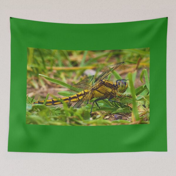 Item preview, Female black tailed skimmer dragonfly designed and sold by jonfun1.