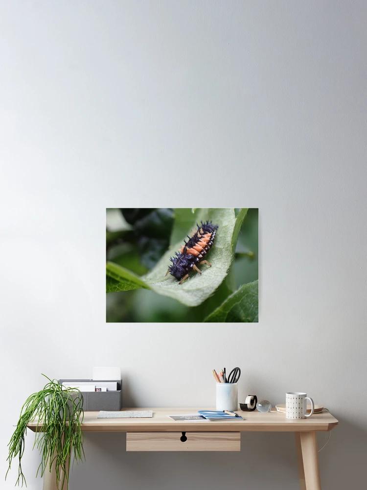 Thumbnail 2 of 3, Poster, Ladybug Larvae designed and sold by TC-Has-Riddles.