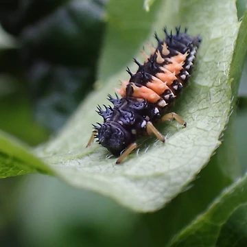 Artwork thumbnail, Ladybug Larvae by TC-Has-Riddles