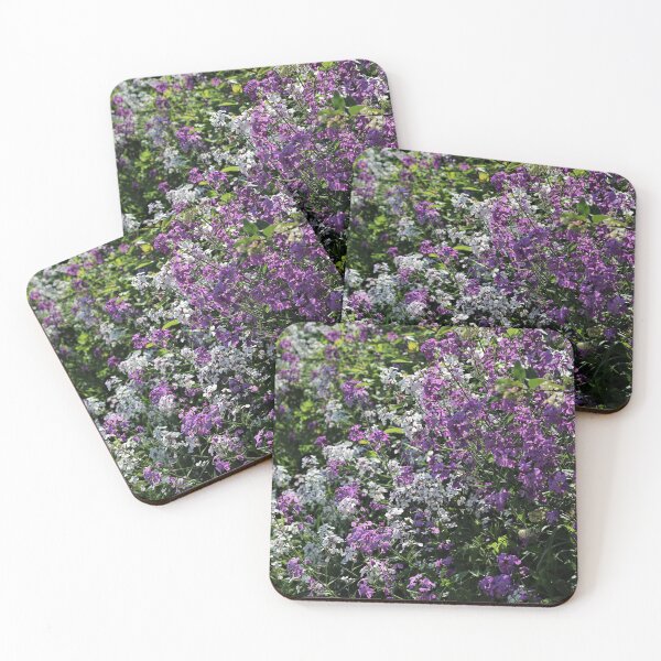 Item preview, Dame's Rocket (Hesperis matronalis) designed and sold by Kathleen Daley.