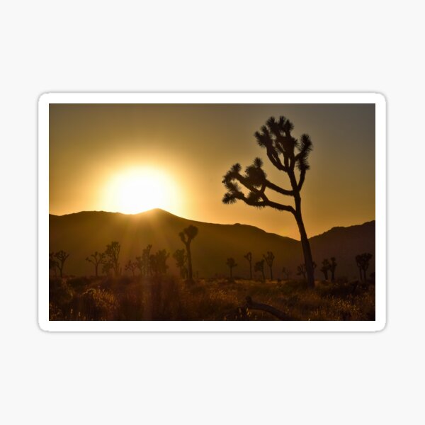 Item preview, Sunset at Joshua Tree National Park designed and sold by BeeLightPhotos.