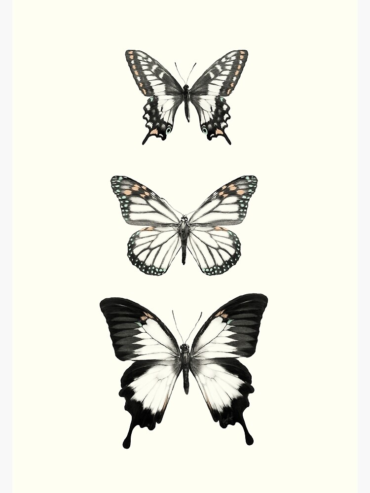 Butterflies // Align by AmyHamilton