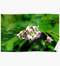 Dogbane Poster