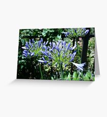 Agapanthus Greeting Card