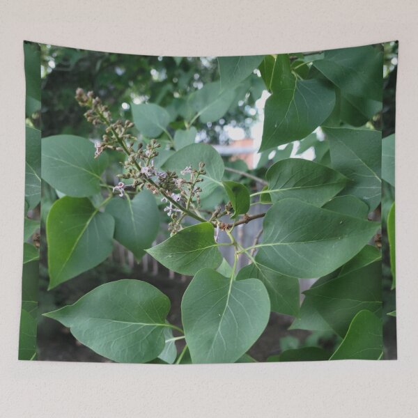 Item preview, Spade Leaves designed and sold by Djjin66.