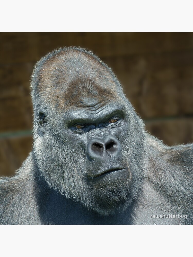 Portrait of a Male Gorilla Throw Pillow for Sale by DebiDalio