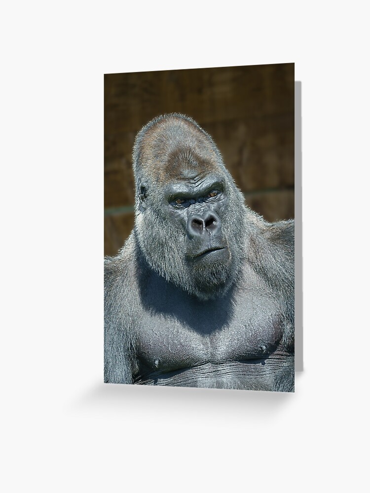 Carta da parati gorilla silverback