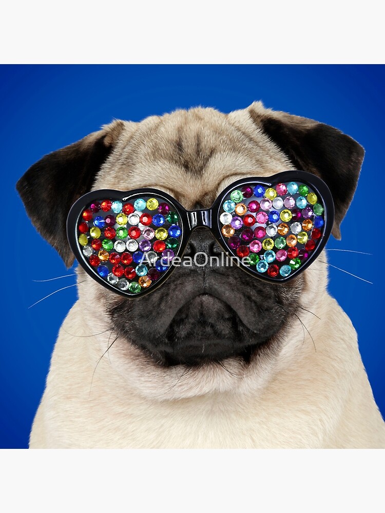 pug dog with glasses
