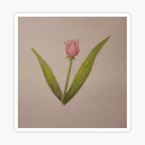 Pink Tulip Sticker