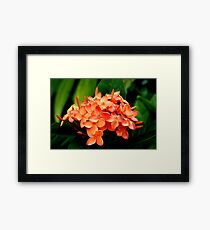 Dunk Island Framed Print