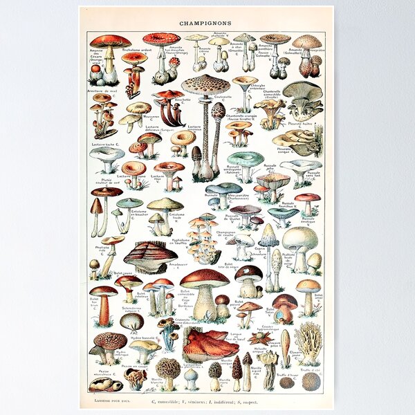 Item preview, Adolphe Millot - Champignons pour tous  designed and sold by Thomas  Tennant.