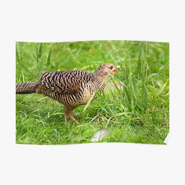 Female Golden Pheasant Poster