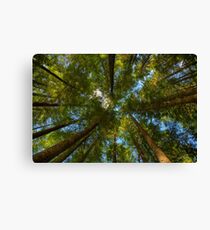 A Canopy of Trees Canvas Print