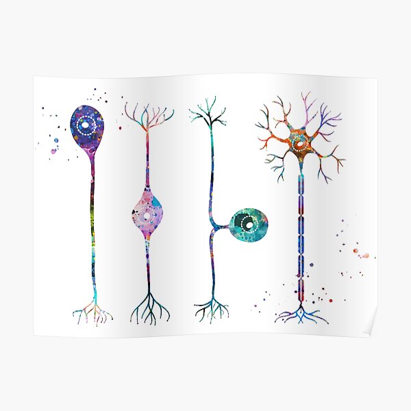 Four Types of Neurons Poster