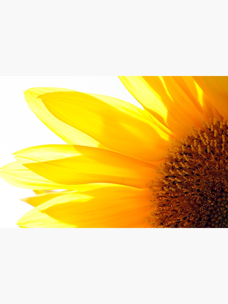 Sunflower by CindiR60