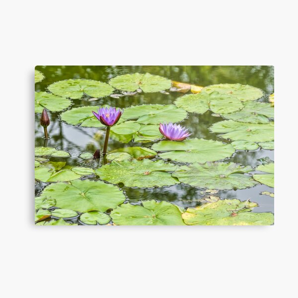 Purple Lotus Flowers Metal Print