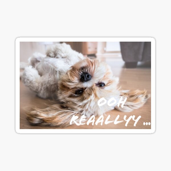 Cute Fluffy White and Brown Puppy - with litt' attitude Sticker