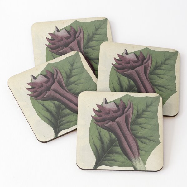 Item preview, Devil's Trumpet, or Datura fastuosa designed and sold by Lloyd Library & Museum.