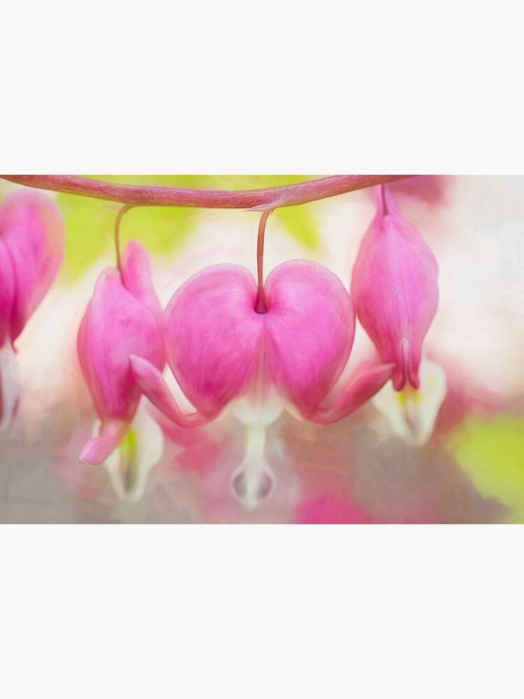 Bleeding Hearts by CindiR60