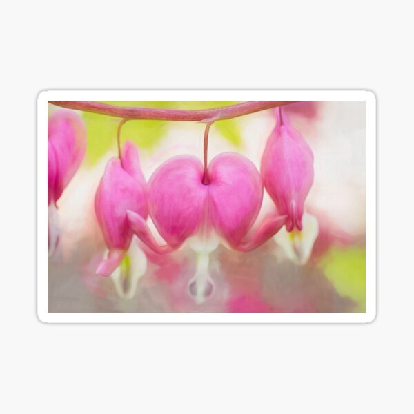Bleeding Hearts Sticker