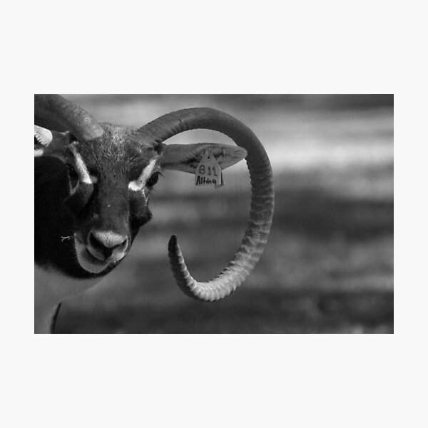 B11 Photographic Print