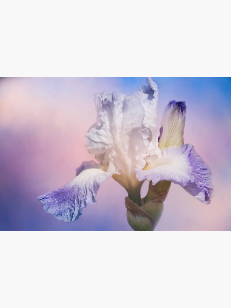 White Bearded Iris by CindiR60