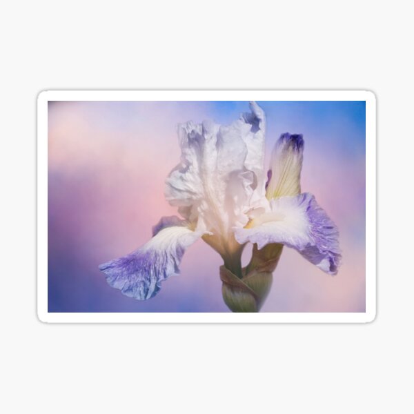 White Bearded Iris Sticker