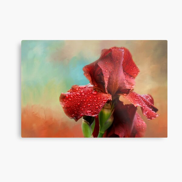 Iris Metal Print