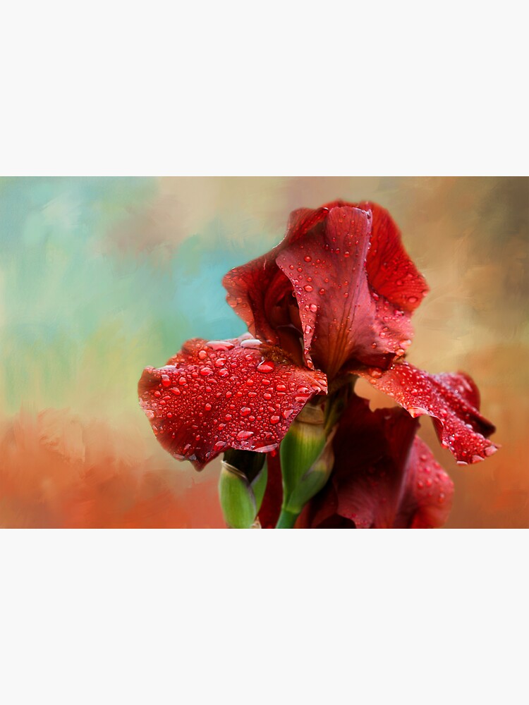 Iris by CindiR60