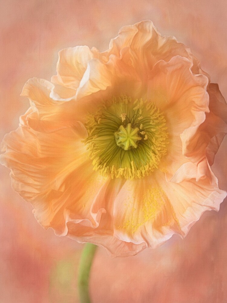 Peach Poppy by CindiR60
