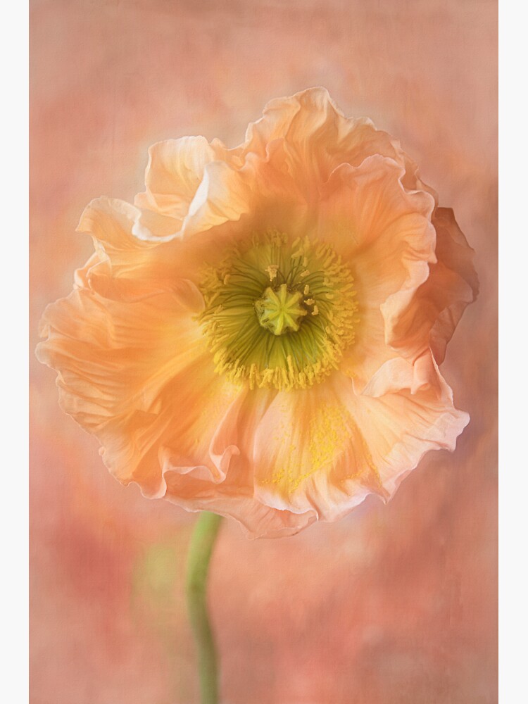 Peach Poppy by CindiR60