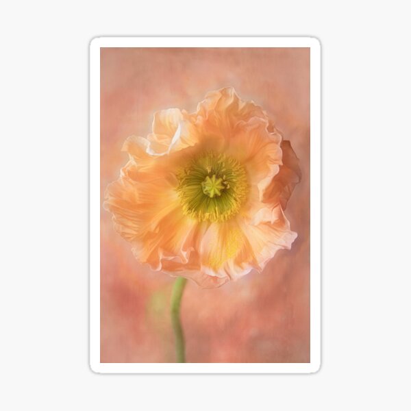 Peach Poppy Sticker