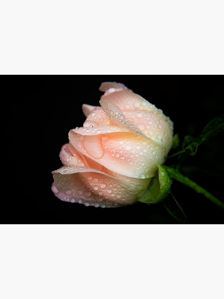 Portrait of a Coral Peony by CindiR60
